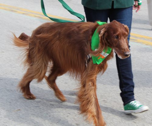 Irish Setter Club of Ohio